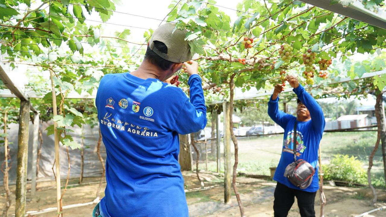 Kampung Reforma Agraria Duyu Bangkitkan Ekonomi Warga Lewat Kebun Anggur dan Produk Olahan Kreatif
