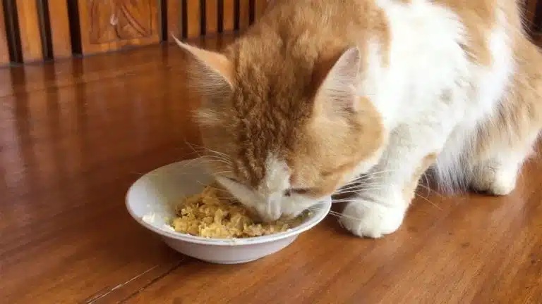 3 Cara Membuat Makanan Kucing Dari Tempe Dan Telur