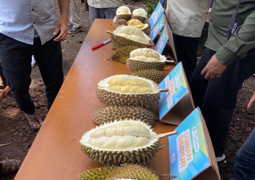 SAAT Durian Lokal Majalengka Diadu, Ada Durian Lato-lato hingga Domas, Pemenangnya Adalah... 