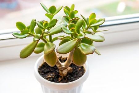 Penarik Rezeki, Berikut 7 Tanaman Hias Pembawa Keberuntungan di dalam Rumah dan Mudah Dirawat