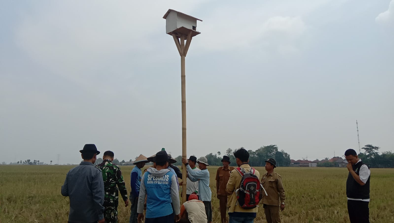 Cara Gapoktan Unggul Jaya Cidenok Majalengka Basmi Hama Tikus, Buat Rumah Burung Hantu di Pesawahan