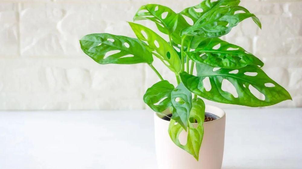 Tanaman Cantik & Low-Maintenance untuk Mempercantik Halaman Depan Rumah Minimalis dan Aura Positif Mengalir