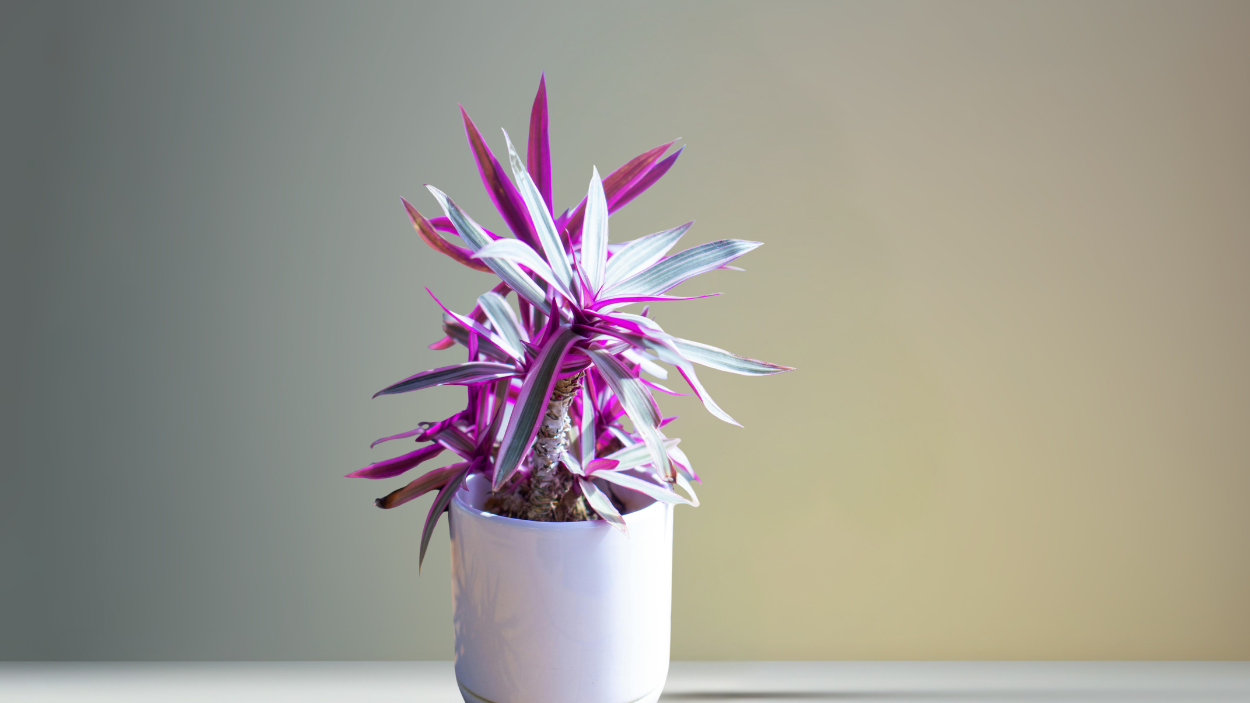 Rumah Makin Elegan dan Segar, Coba 7 Tanaman Hias Hidroponik yang Bikin Estetik!