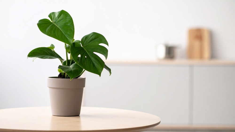 Udara Bersih Rezeki Mengalir! 7 Tanaman Hias Pembawa Keberuntungan yang Harus Punya