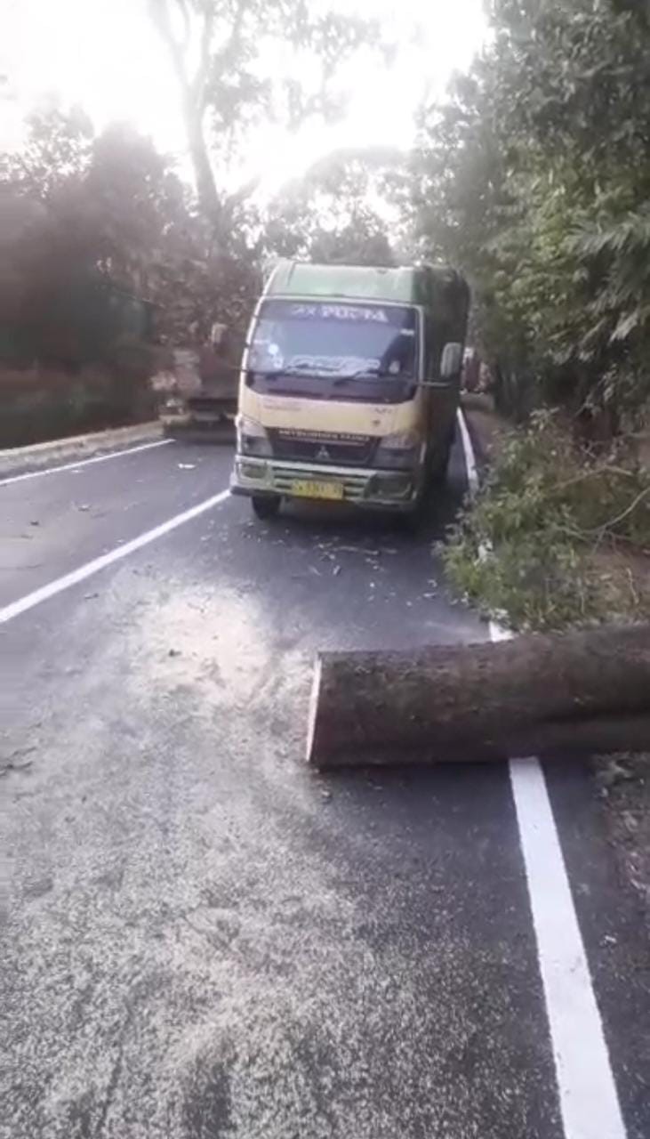 Pohon Besar Tumbang di Kawasan Cikebo 