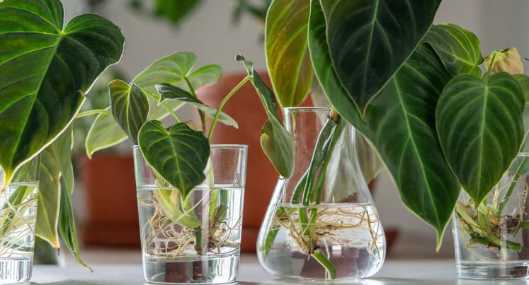 Minimalis, Pakai Vas Botol, Ini 5 Tanaman Hias Indoor yang Tidak Mudah Kotor dan Minim Perawatannya