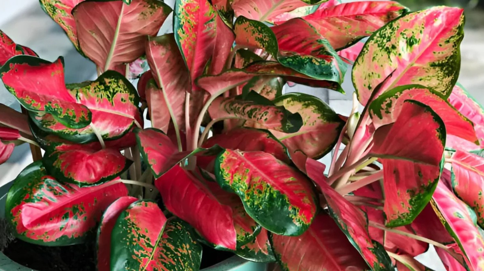 5 Tanaman Yang Bisa Dirawat Di Ruangan Lembab dan Tidak Butuh Banyak Cahaya Matahari 