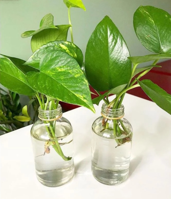 Pilihan 5 Tanaman Hias Hidroponik Hemat Tempat di Dalam Ruangan, Solusi Cantik Bawa Rezeki dan Energi Positif