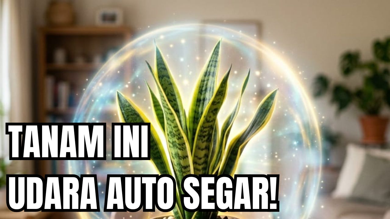 Daftar Tanaman Pembersih Udara di Dalam Ruangan, Nomor Satu Wajib Punya!