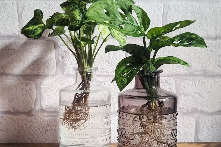 6 Jenis Tanaman Hias Hidroponik Terpopuler, Mudah Dirawat, Bisa Pakai Botol Bekas, Buat Rumah Jadi Segar