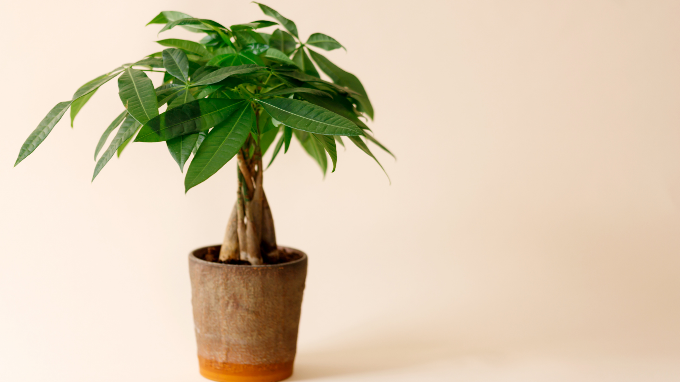 Mau Rezeki Mengalir Deras? Ini 7 Tanaman Hias yang Dipercaya Pembawa Keberkahan!