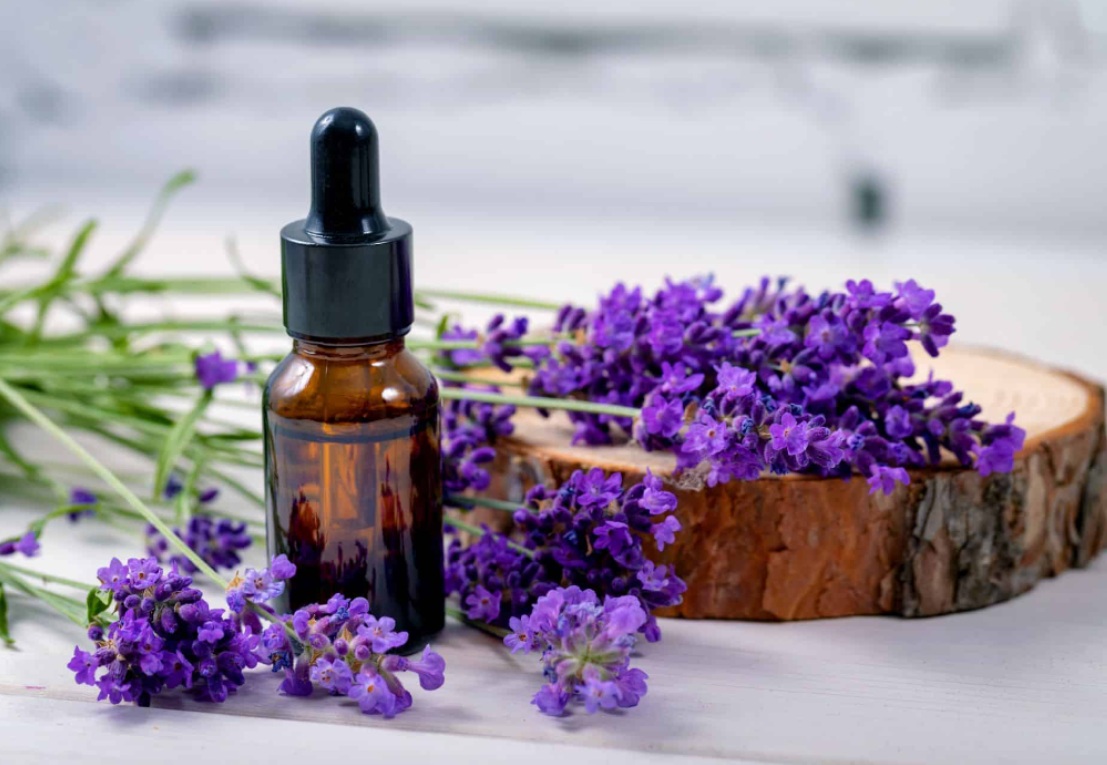 Dapat Menyerap Bau Tak Sedap, Berikut 5 Tanaman Hias Penyerap Bau Secara Alami yang Mudah Dirawat