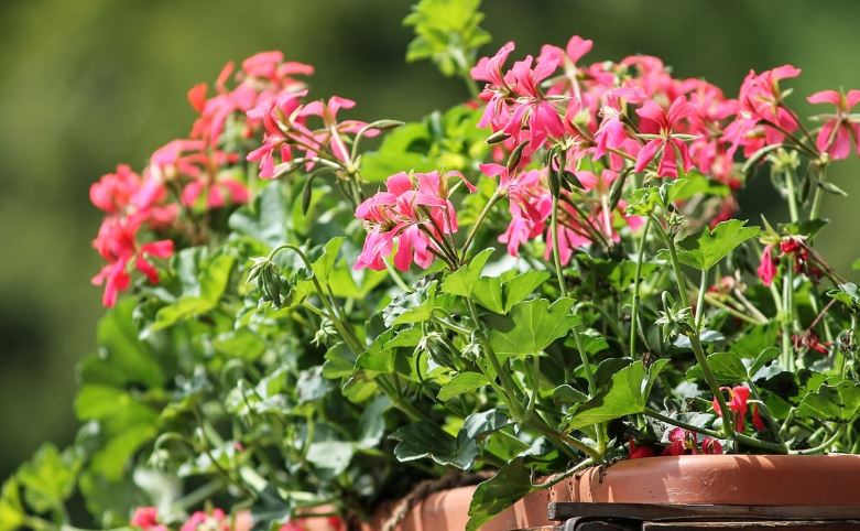 Tanaman Hias Pembawa Sial Ini Dilarang Untuk Ditaruh Depan Rumah, Nomor 3 Harus Hati-hati