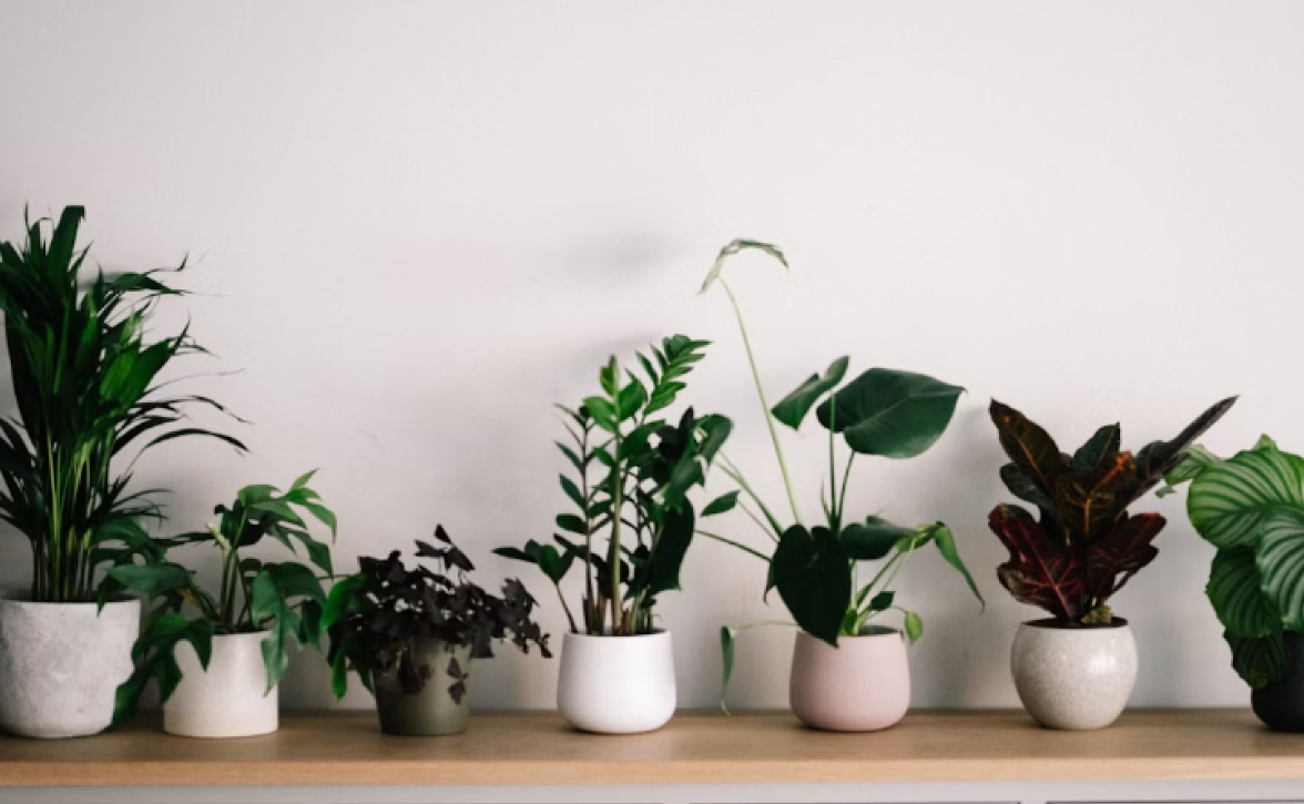 Bawa Hoki Bagi Pemilik, Berikut 5 Tanaman Pembawa Rezeki di Dalam Rumah yang Murah dan Minim Perawatan