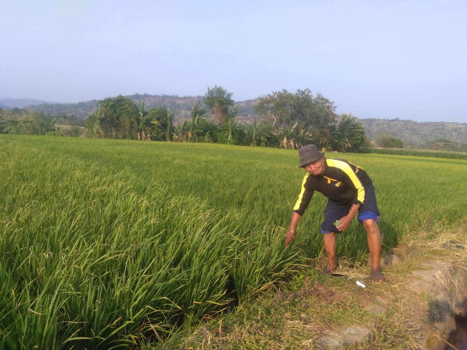  Kemarau Berkepanjangan, Daun Padi Mengering Mengakibatkan Terancam Gagal Panen 