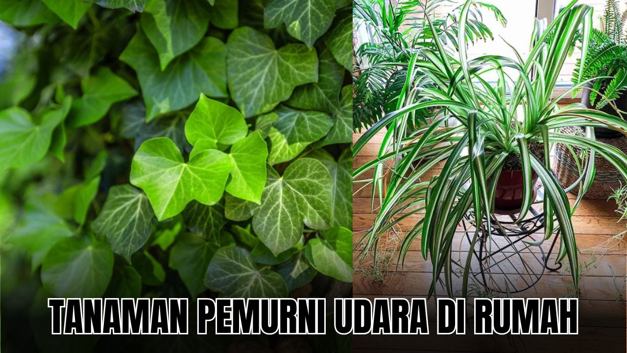 Murnikan Oksigen di Rumah dengan 4 Tanaman Pembersih Udara di Rumah Ini!