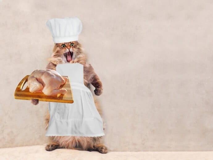 Cara Membuat Makanan Basah Untuk Kucing Bahan Dasar Ayam