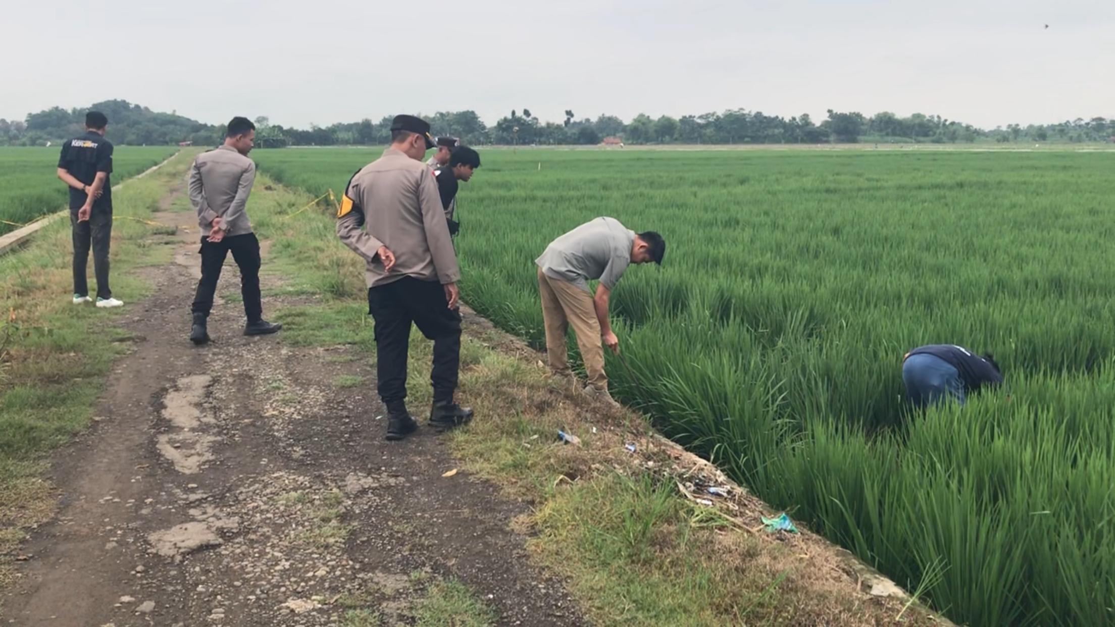 Mayat di Persawahan Pakubeureum Kertajati Diduga Orang Indramayu dan Korban Pembunuhan