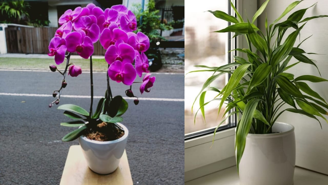 4 Tanaman Hias Pembawa Rezeki Untuk Hiasi Rumah di Awal Tahun 2026