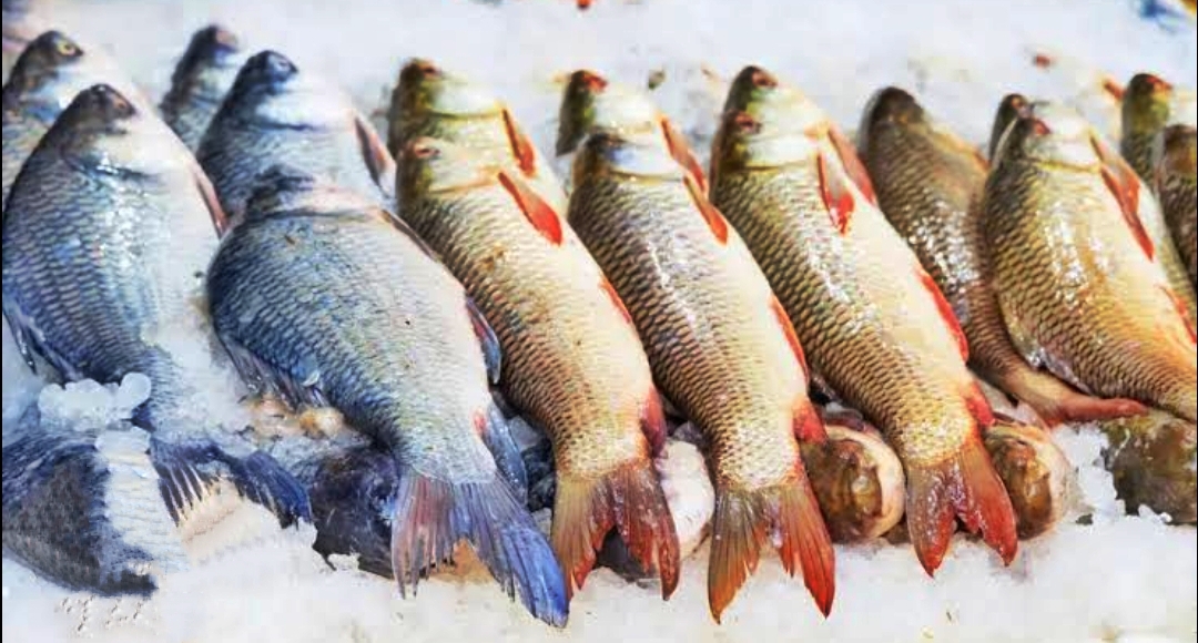 Ini Dia Deretan Manfaat Ikan Untuk Kesehatan Tubuh Yang Jarang Diketahui 