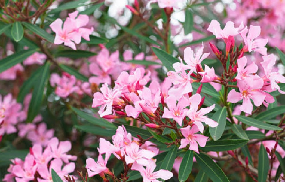 Bukan Cuma Pajangan! Ini 5 Tanaman Hias Pembawa Hoki yang Bikin Rezeki Lancar di Rumah