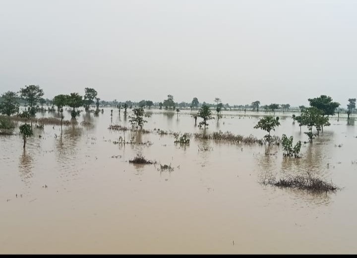 Banjir Rendam Puluhan Hektare Sawah di Panyingkiran