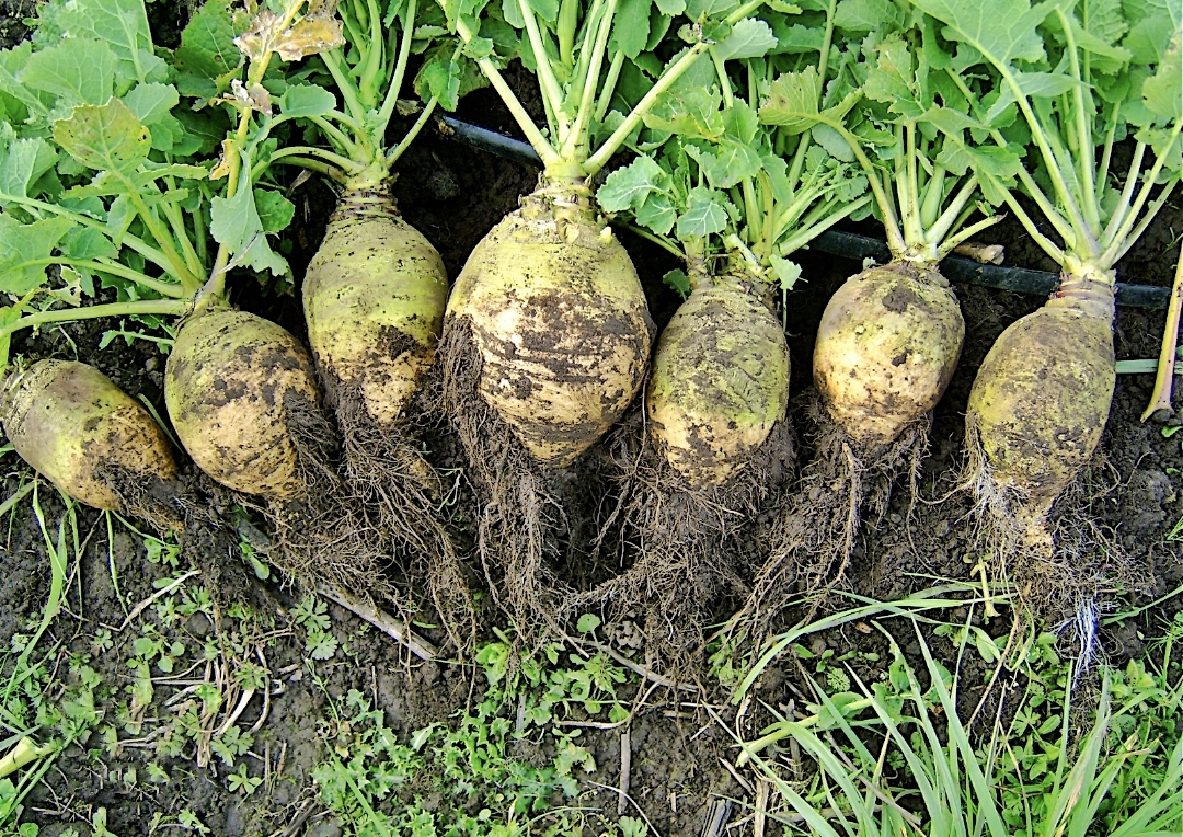 Kenali Rutabaga Bersama Manfaatnya Yang  Sayang Dilewatkan 