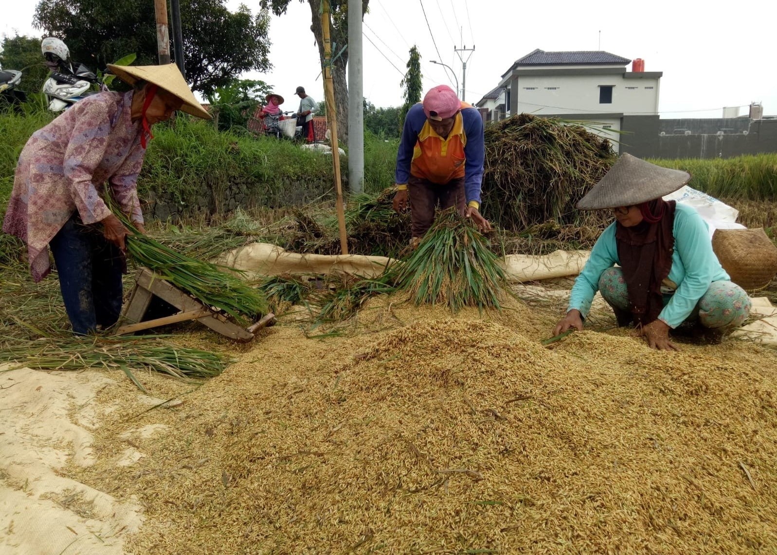 PANEN, Harga Gabah Langsung Turun, Harga Beras Premium Jadi Segini