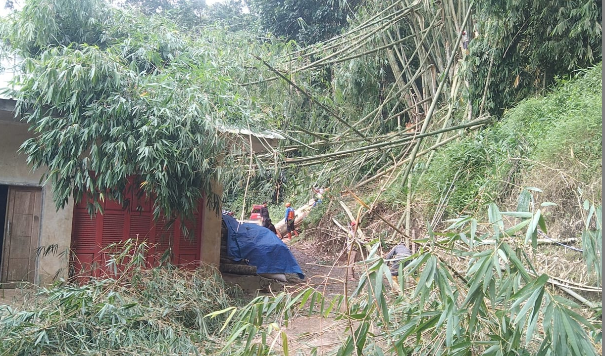 WARGA MAJALENGKA Harus Waspada, Puncak Musim Hujan Bakal Rawan Pohon Tumbang