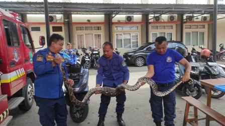 Petugas Satpol PP dan Damkar Tangkap Ular Sanca Raksasa 3,6 Meter