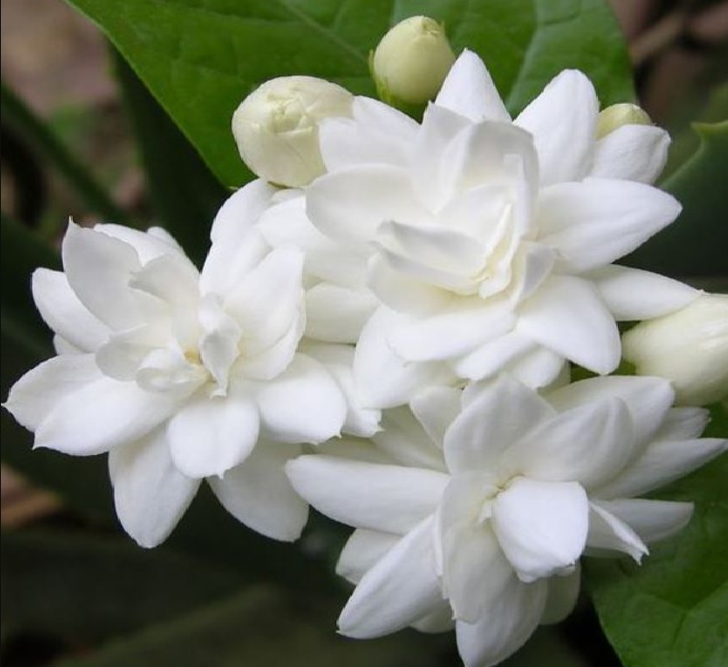 Belum Banyak Orang Tahu, Ini Dia Manfaat Menanam Tanaman Melati di Dalam Kamar, Buat Tidur Jadi Lebih Nyenyak!