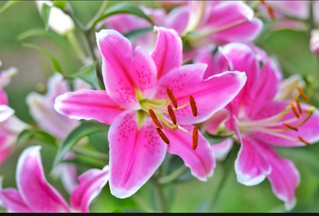 5+ makna yang terkandung dalam bunga lily yang jarang orang ketahui 