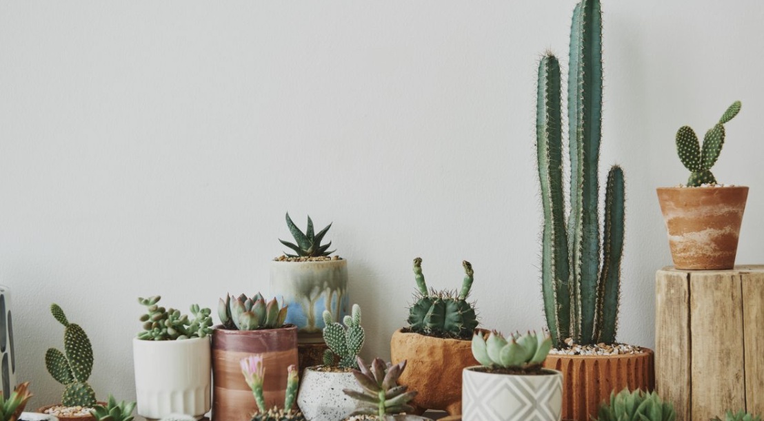 Usir Energi Negatif, Berikut 5 Tanaman Hias Pembawa Energi Positif di Dalam Rumah