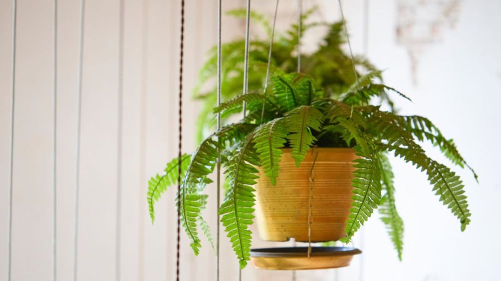 Hadirkan Ketenangan dan Usir Energi Negatif, 7 Tanaman Hias Ampuh Bikin Rumah Lebih Segar dan Harmonis