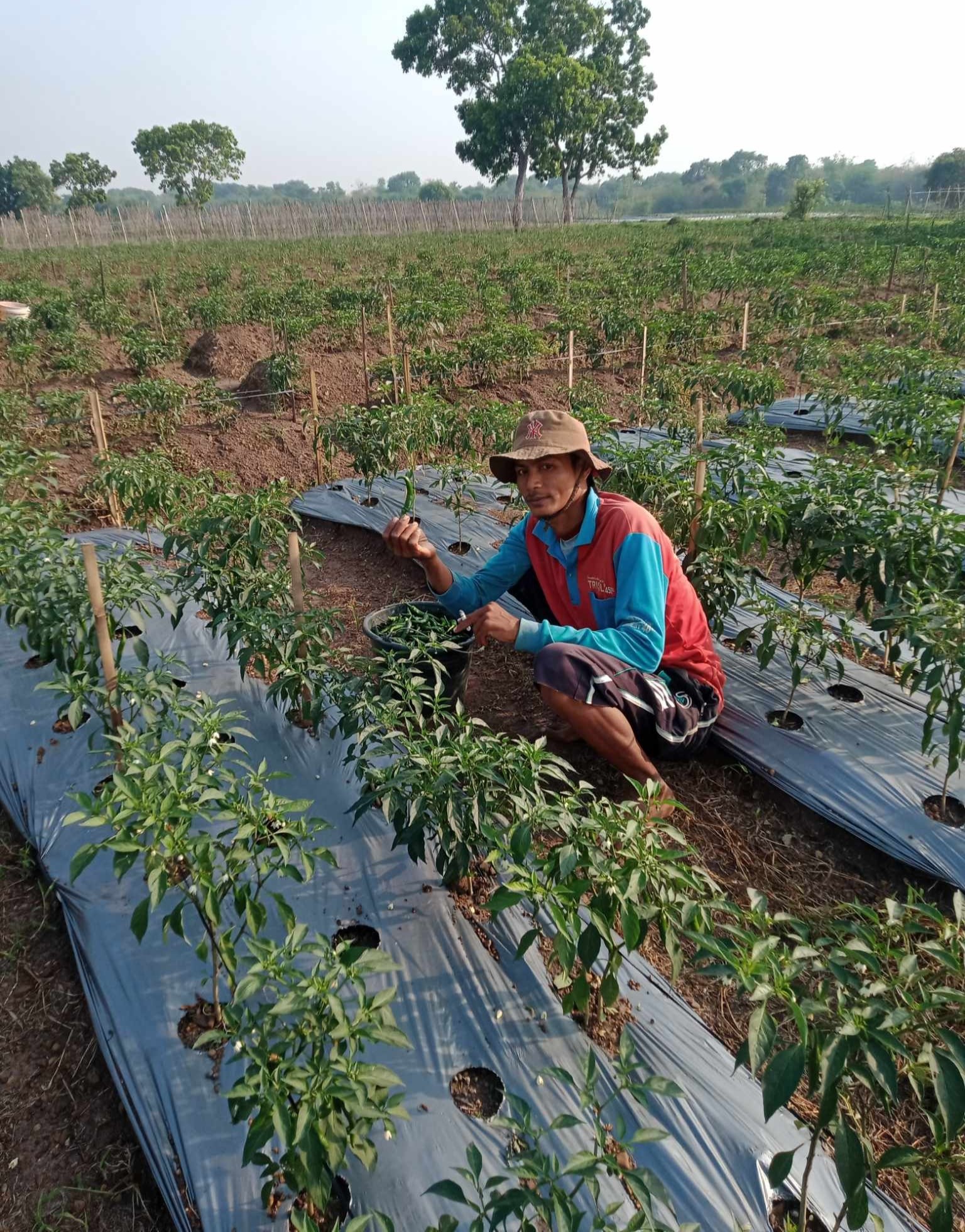 Harga Cabai di Tingkat Petani  Rp13 Ribu, di Pasar Rp30 Ribu