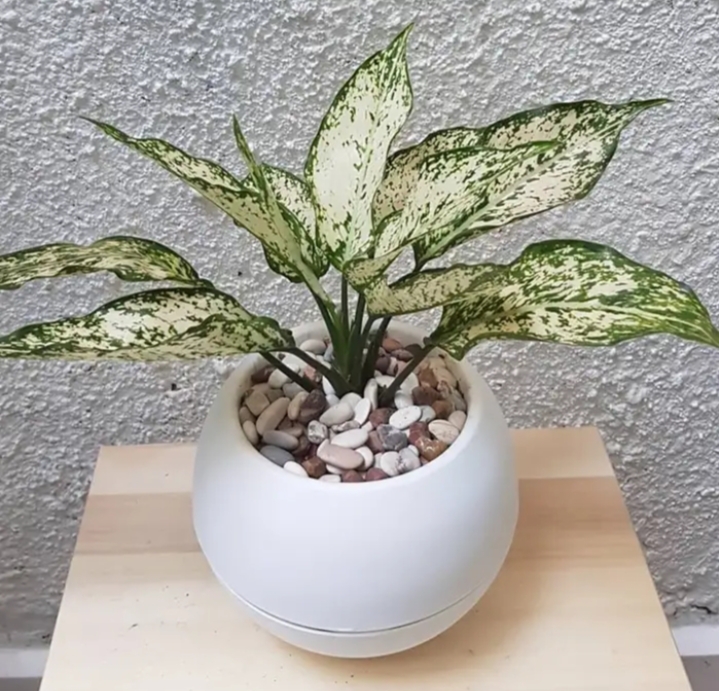 Percantik Interior Sekaligus Bawa Hoki, Ini 6 Tanaman Hias Pembawa Rezeki yang Mudah Dirawat di dalam Rumah