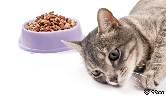 Alasan Kucing Tidak Nafsu Makan, Anda Harus Tahu!