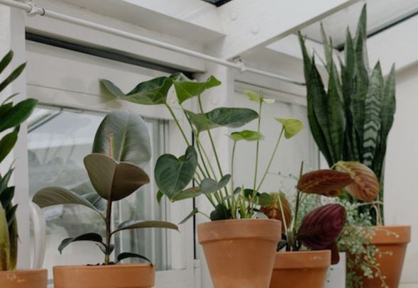 Mengundang Rezeki ke Rumah, Ini 7 Tanaman Hias Pembawa Hoki yang Cocok ditanam di Dalam Rumah