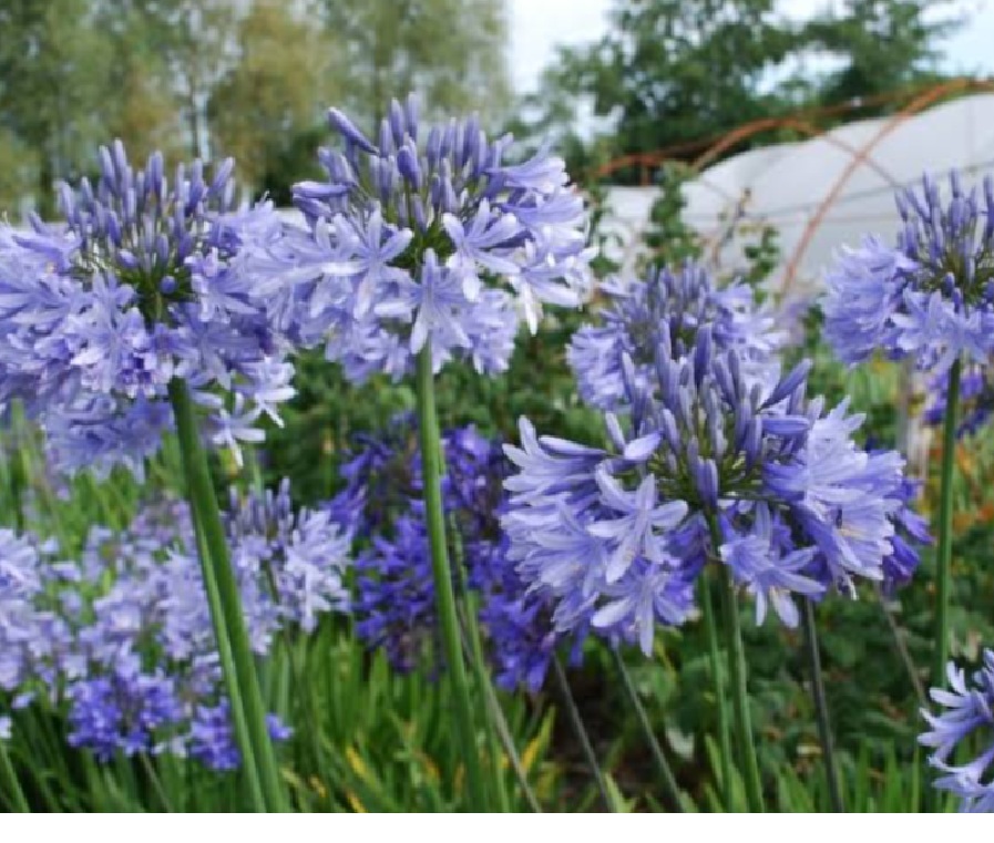 Anti Polutan dan Bau, Berikut 5 Tanaman Hias Pembawa Rezeki yang Mudah Dirawat di Dalam Rumah