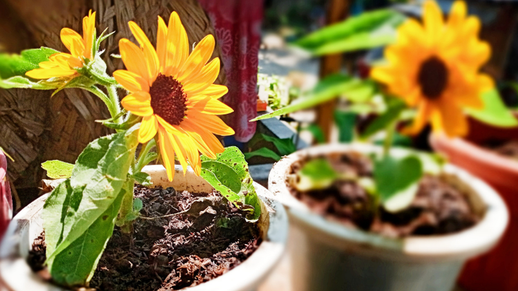 Bikin Halaman Lebih Estetik! 7 Tanaman Outdoor Pembawa Hoki dan Rezeki Menurut Feng Shui