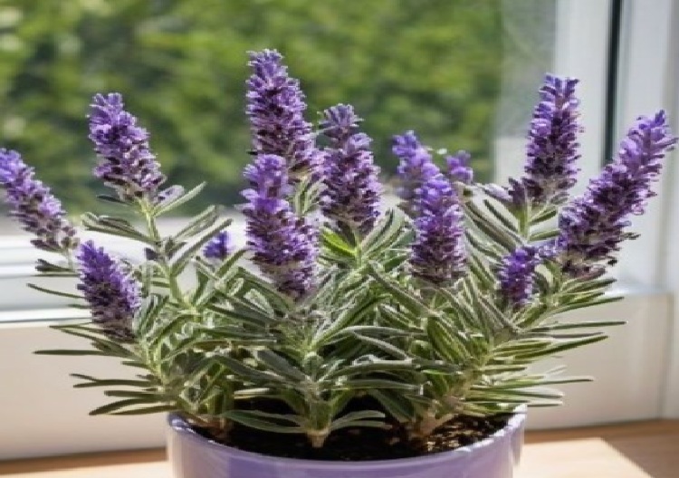 Bikin Rezeki Mengalir Deras! Ini 7 Tanaman Pembawa Rezeki yang Wajib Ada di Rumah