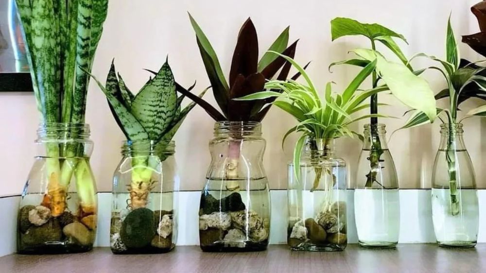 7 Tanaman Hias Hidroponik Indoor di Botol dan Vas, Mudah Dirawat Bikin Ruangan Semakin Cantik