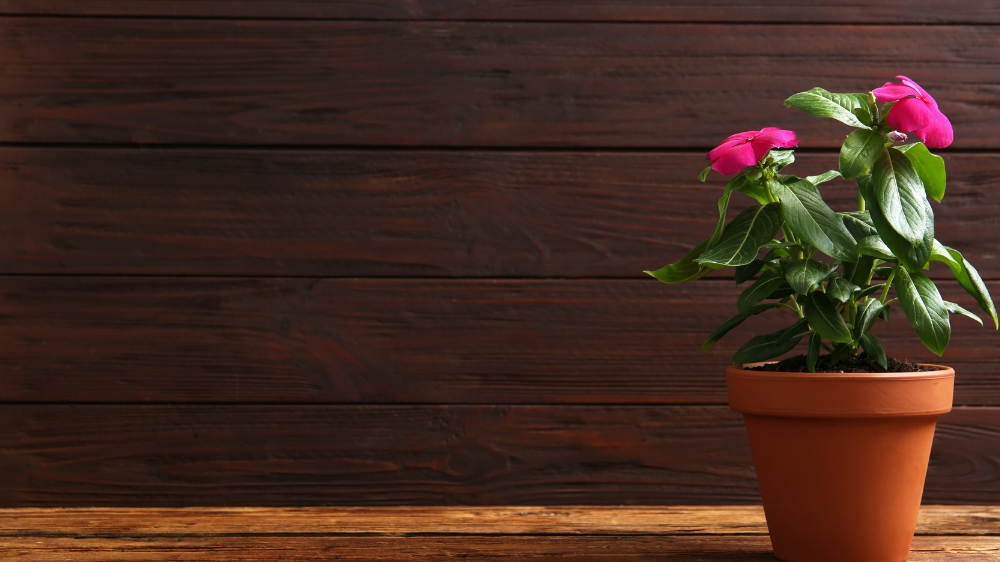 Halaman Rumah Tetap Cantik! Ini 7 Tanaman Hias yang Tahan Panas Terik dan Hujan Deras