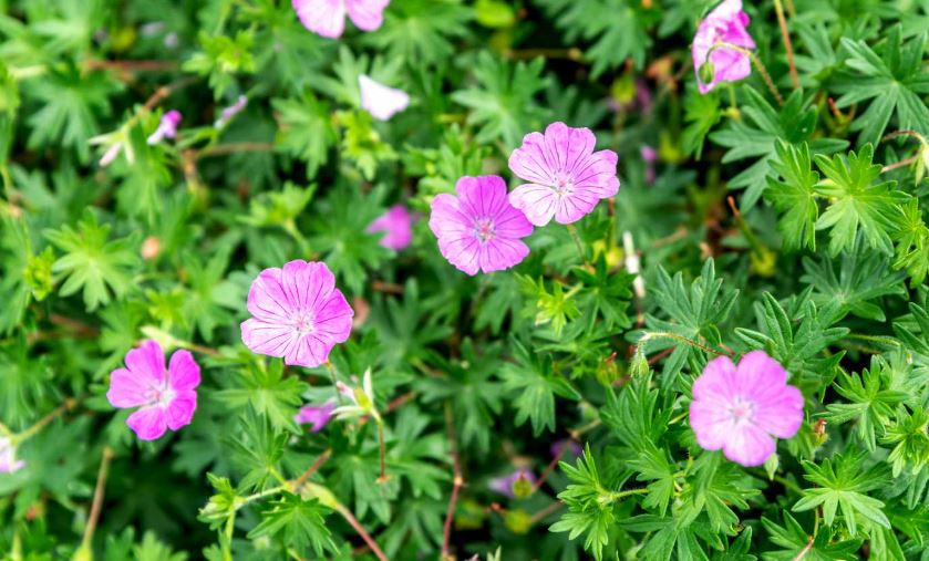 Pembawa Energi Negatif, Berikut Daftar Tanaman Hias Pembawa Sial yang Tidak Boleh di Tanam Depan Rumah