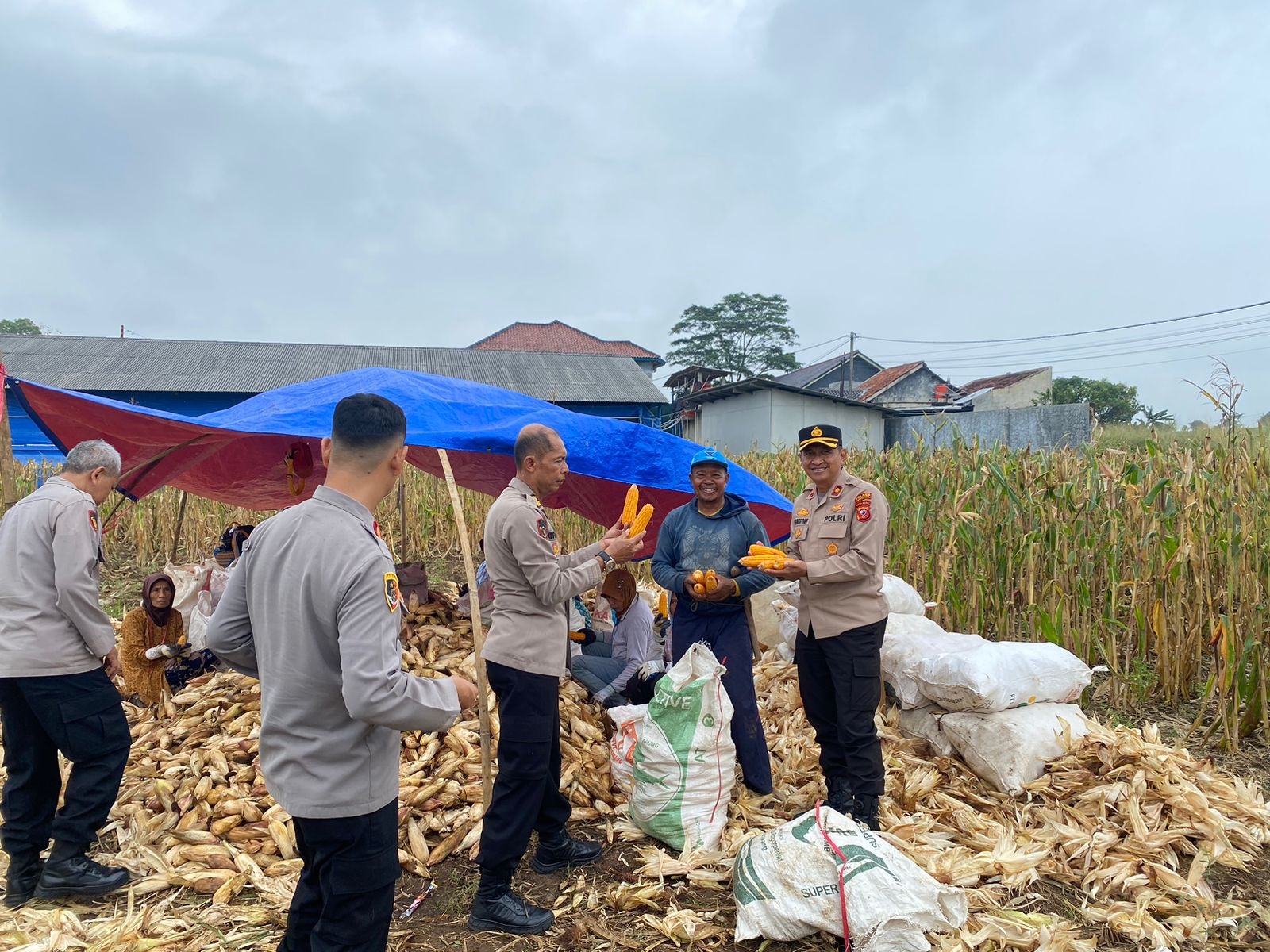 Polres Majalengka Bersama Petani Turun Langsung Panen  Jagung Dukung  Ketahanan Pangan 