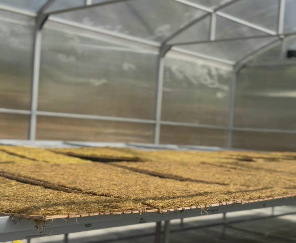 Pemkab Majalengka Modernisasi Pengeringan Tembakau dengan Solar Dryer Dome