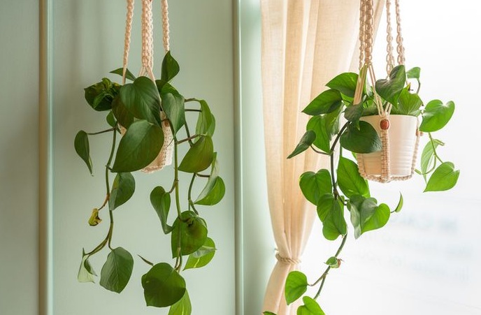 6 Tanaman Pot Gantung Hemat Tempat, Solusi Cantik yang Bawa Rezeki dan Energi Baik di Rumah