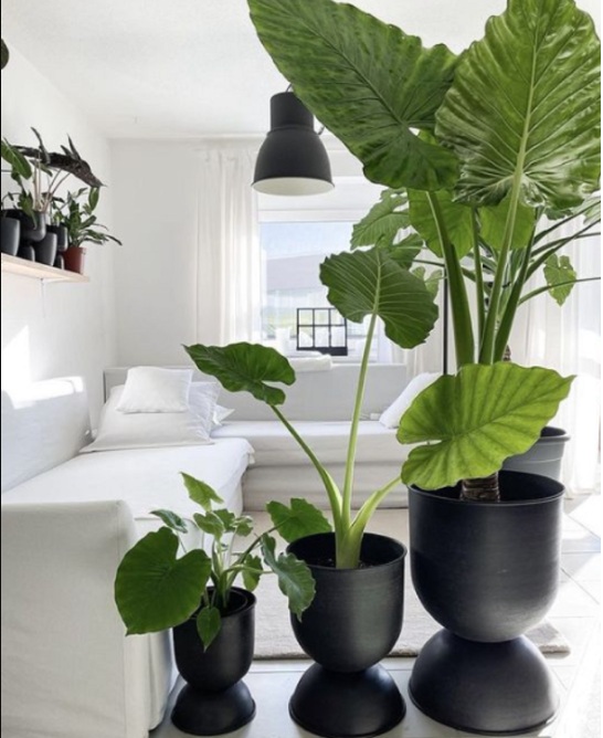 Mau Hidup Lebih Hoki? Coba Tanam 5 Tanaman Hias Pembawa Rezeki Ini di Dalam Rumah 