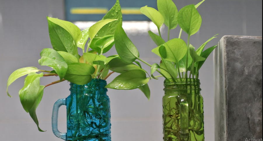 Dipercaya Bawa Keberuntungan dan Tebar Aura Positif ke Sudut Rumah, 11 Tanaman Hias Pembawa Rezeki Hoki 2026