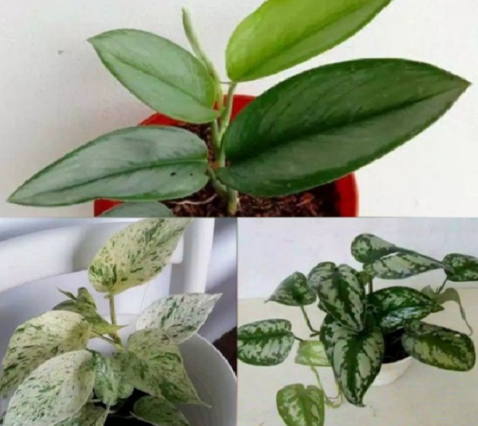 Bawa Kekayaan Bagi Hunian, Ini 6 Tanaman Indoor Pembawa Rezeki yang Dipercaya Datangkan Hoki 